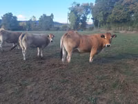 母牛, Partenaise cattle — 照片 2
