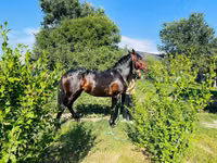 公马, Swedish warmblood horse — 照片 4