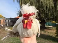 Chickens — फ़ोटो 8