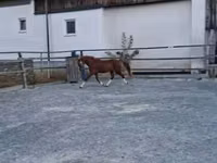 公马, Welsh Cob — 照片 4