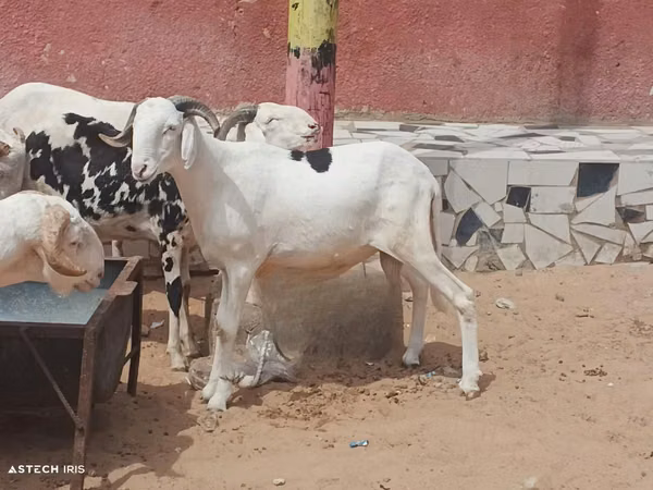 Bélier, Moutons — Sénégal