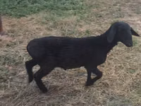 Ram, Sheep — photo 3