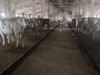 Vaca, Raza Holstein — foto 1