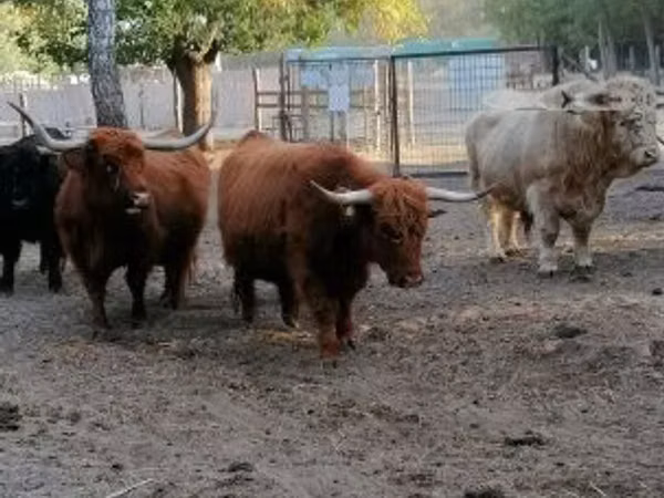 母牛, Highland