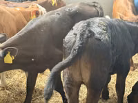 Bovins (lot, sexe non indiqué), Simmental cattle — photo 6