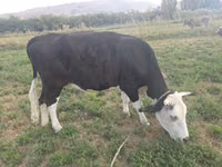 Cow, Aberdeen-Angus — photo 1