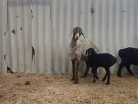 نعجة, Arashan sheep — الصورة 5