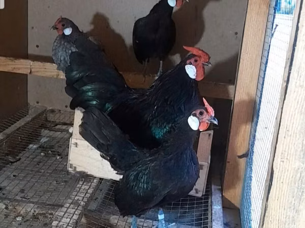 Chickens