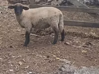 كبش, White Suffolk sheep — الصورة 2