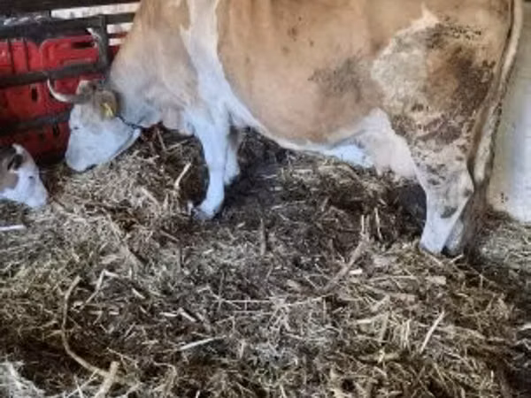 Cow, Simmental cattle