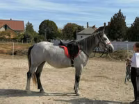 Yegua, Caballos — foto 5