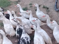 Ducks — الصورة 2