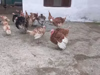 Turkeys — 照片 2