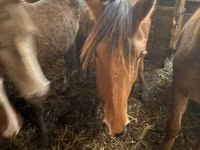 Mare, Kustanai horse — photo 2