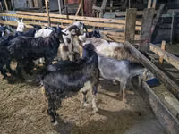 山羊（批次，未指定性别）, Goats — 照片 6