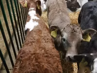 Rinder (Partie, Geschlecht nicht angegeben), Simmental cattle — Foto 6