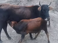 母牛, Cattle — 照片 1