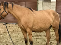 Stute, Kyrgyz Horse — Foto 5