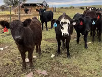 Cattle (batch, sex not specified), Aberdeen-Angus — photo 1