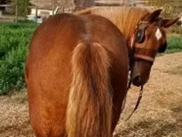 公马, Horses