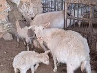 Chèvre, Russian White goat — photo 3