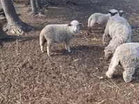 Bélier, Moutons — photo 3