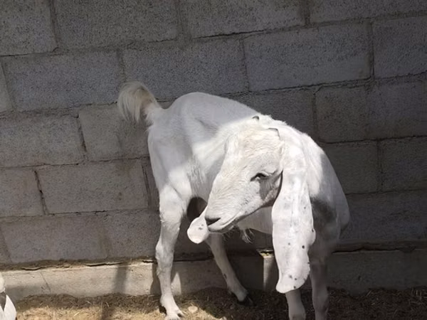 عنزة, Beetal goats