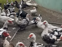 डोमेस्टिक मस्कोवी — फ़ोटो 1