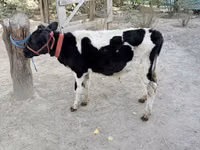 Toro, Russian Black pied cattle — foto 3