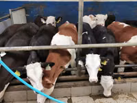 सांड, Simmental cattle — फ़ोटो 4