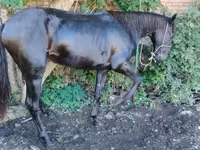 حصان, Karachay horse — الصورة 5
