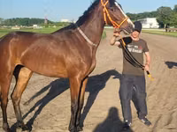 母马, Arabian horse — 照片 4