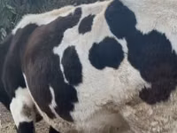 بقرة, Russian Black pied cattle — الصورة 3