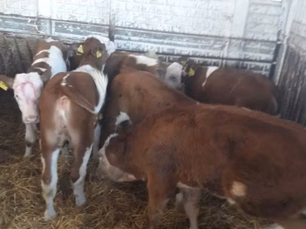 Rinder (Partie, Geschlecht nicht angegeben), Simmental cattle