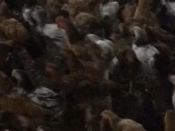 ऑस्ट्रेलियन गेम