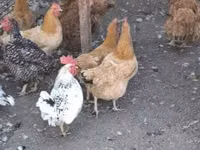 Poule danoise — photo 1