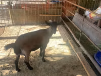बकरी, Czech Brown Shorthaired goats — फ़ोटो 3