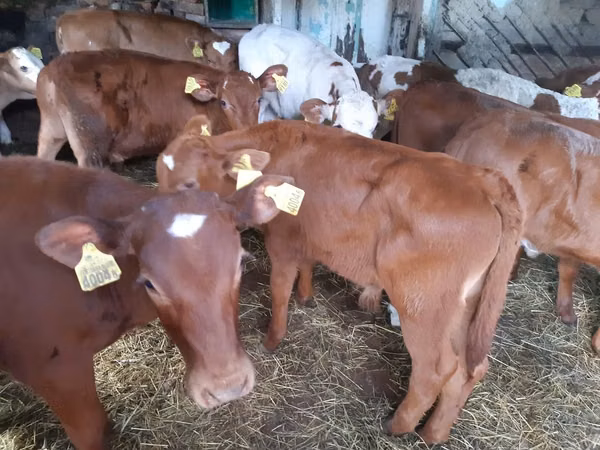सांड, Simmental cattle