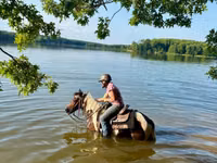 Cheval, Pinto horses — photo 3
