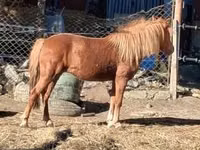 Mare, Horses — photo 2