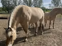 घोड़ी, Fjогd — फ़ोटो 2