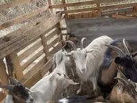 Ziegenbock, Ziegen — Foto 4