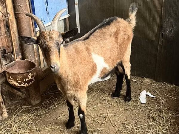 母山羊, Alpine goat