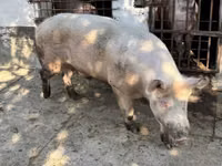 خنزير ذكر, الخنازير — الصورة 1
