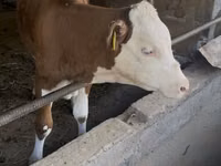 公牛, Simmental cattle — 照片 1