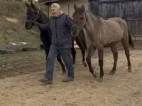 Stute, Rocky Mountain Horse — Foto 2