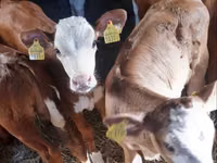 公牛, Pinzgauer cattle — 照片 1