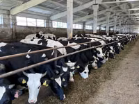 母牛, Yaroslavl cattle — 照片 2