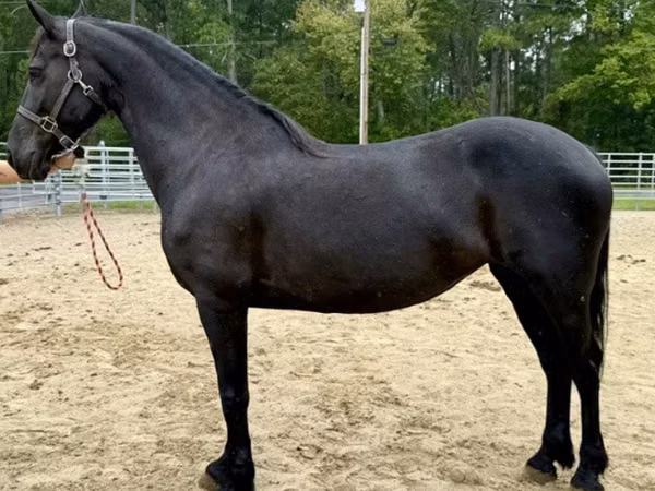 母马, Friesian