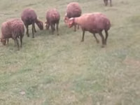 Sheep, Sheep — photo 3